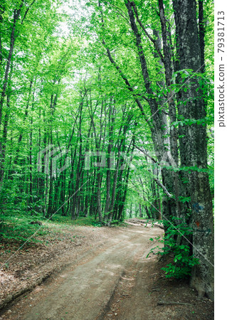 empty forest road in green leafy forest empty forest road in green leafy forest 79381713