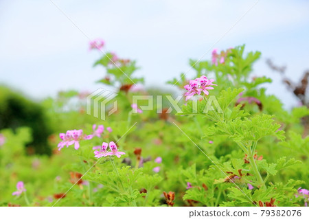 送天竺葵花 送天竺葵花 79382076