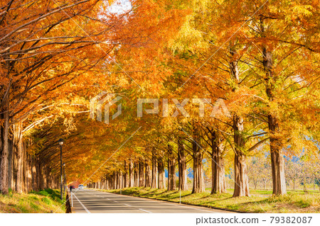 Autumn image: Metasequoia trees on the Makino Plateau 79382087