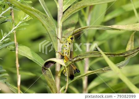 Porcupine grasshopper 79382099