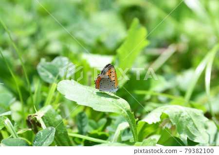 Lycaena phlaeas Lycaena phlaeas 79382100