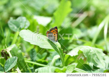 Lycaena phlaeas Lycaena phlaeas 79382101