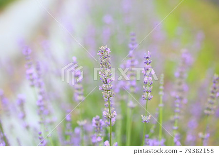 Lavender flowers Lavender flowers 79382158