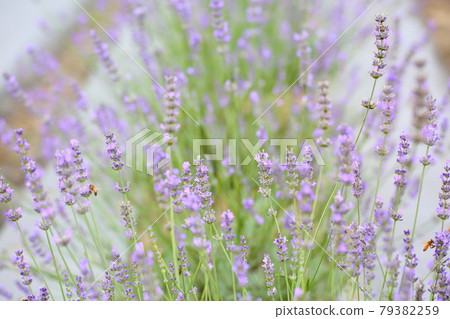 薰衣草花 薰衣草花 79382259