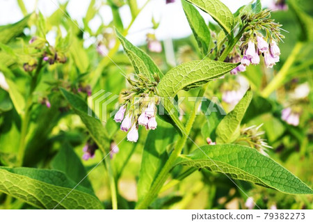 植物藥草“紫草” 植物藥草“紫草” 79382273