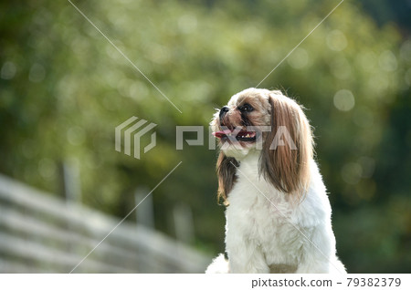 Shih Tzu dog recommended in the park Shih Tzu dog recommended in the park 79382379