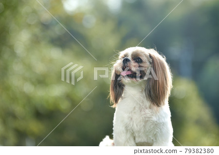 Shih Tzu dog recommended in the park Shih Tzu dog recommended in the park 79382380