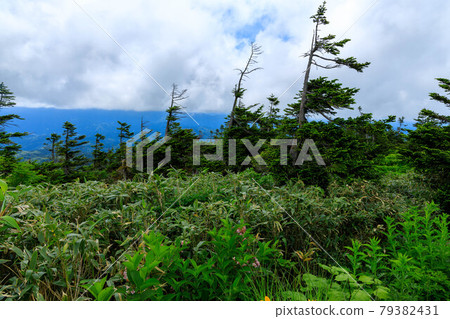 Summer Abies mariesii, Akita Prefecture, Moriyoshiyama Summer Abies mariesii, Akita Prefecture, Moriyoshiyama 79382431