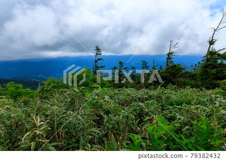秋田縣森吉山夏冷杉 秋田縣森吉山夏冷杉 79382432