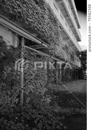 Ivy and ruins 79382508