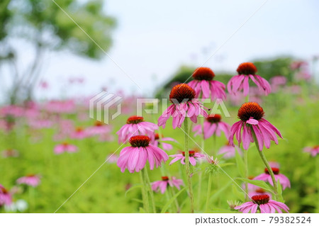 Echinacea flowers 79382524
