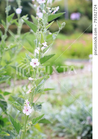 White herb flower 79382724