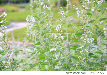White herb flower 79382727