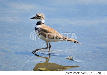 Killdeer plover bird or Charadrius vociferus wading in lake shallow water Killdeer plover bird or Charadrius vociferus wading in lake shallow water 79382830