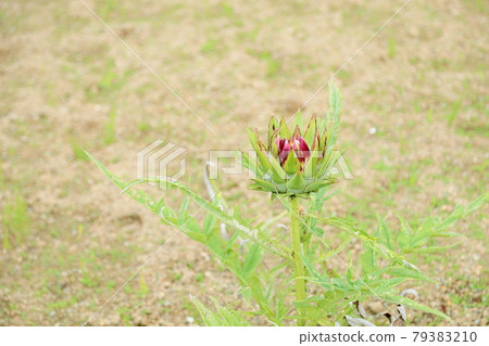 朝鮮薊花羅馬花 79383210