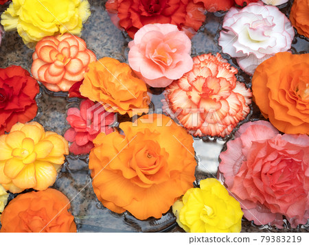 漂浮在水面上的海棠花 漂浮在水面上的海棠花 79383219