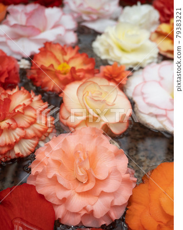 漂浮在水面上的海棠花 79383221