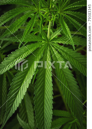Marijuana leaves, cannabis on a dark background, beautiful background, indoor cultivation 79383345