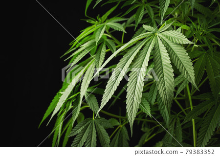 Marijuana leaves, cannabis on a dark background, beautiful background, indoor cultivation. With copy space 79383352