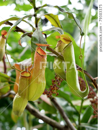 Ugubon Kuzura 79383375