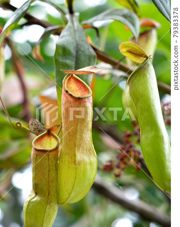 Ugubon Kuzura Ugubon Kuzura 79383378