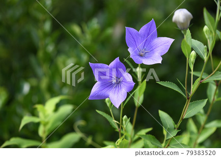 初夏桔梗 79383520
