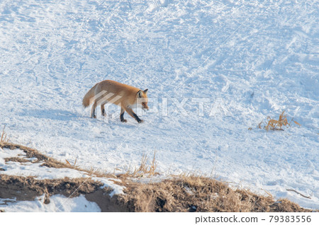 Kita fox going through the snowy fields of Shiretoko Kita fox going through the snowy fields of Shiretoko 79383556
