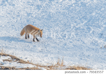 Kita fox going through the snowy fields of Shiretoko Kita fox going through the snowy fields of Shiretoko 79383557