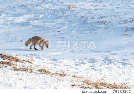 Kita fox going through the snowy fields of Shiretoko 79383567