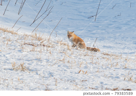 Kita fox going through the snowy fields of Shiretoko Kita fox going through the snowy fields of Shiretoko 79383589