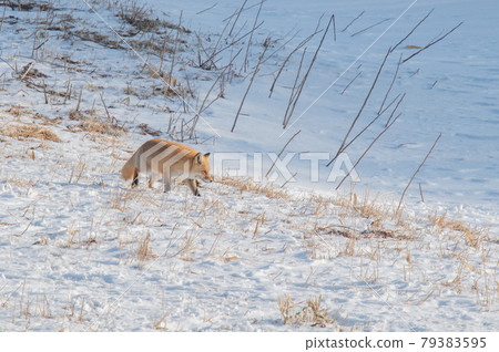 Kita fox going through the snowy fields of Shiretoko Kita fox going through the snowy fields of Shiretoko 79383595