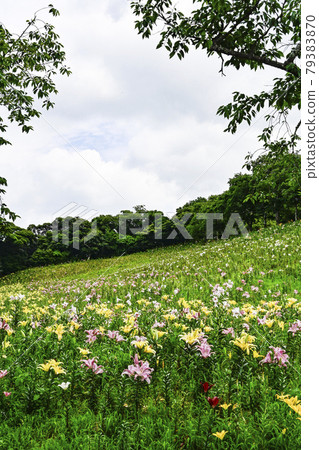 Lily flowers blooming on the hill (Kasui Yuri Garden) Lily flowers blooming on the hill (Kasui Yuri Garden) 79383870