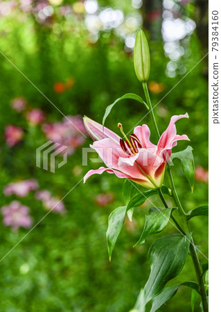 Lily flower Lily flower 79384160