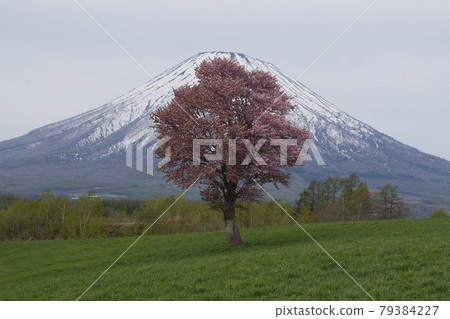 Ikko cherry tree 79384227