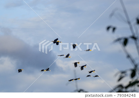Plain-pouched Hornbill , Rhyticeros subruficollis 79384248