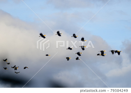 Plain-pouched Hornbill , Rhyticeros subruficollis 79384249