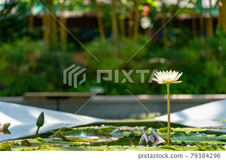 滋賀縣草津市水生植物園水之森溫室水蓮花漂浮在蓮花樓的池塘里 79384296