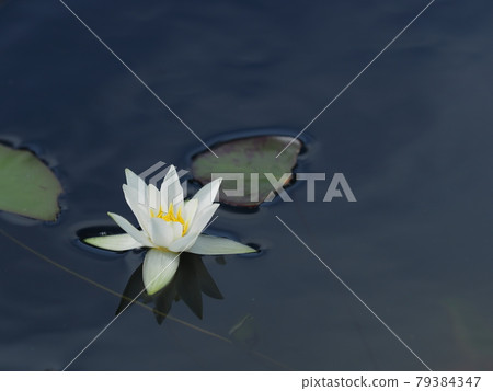 Hizjikusa's flower Hizjikusa's flower 79384347