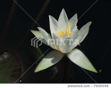 Hizjikusa's flower 79384348