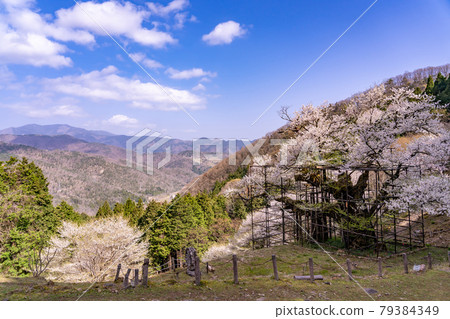 Large cherry blossoms and mountain trails in Tarumi in Yabu City, Hyogo Prefecture 79384349
