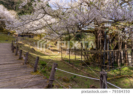 Large cherry blossoms and mountain trails in Tarumi in Yabu City, Hyogo Prefecture Large cherry blossoms and mountain trails in Tarumi in Yabu City, Hyogo Prefecture 79384350