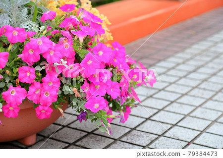 牽牛花〉 牽牛花〉 79384473