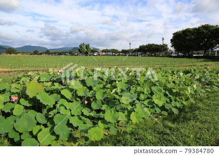 National Park. Gyeongju City. Cheomseongdae. Sunflower. Royal Tomb 79384780