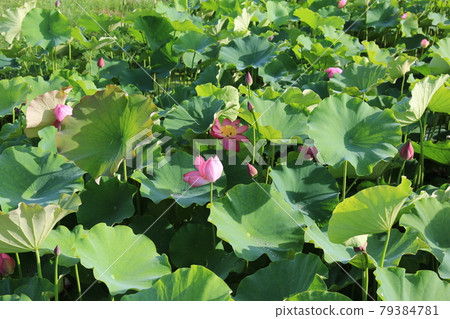National Park. Gyeongju City. Cheomseongdae. Sunflower. Royal Tomb National Park. Gyeongju City. Cheomseongdae. Sunflower. Royal Tomb 79384781