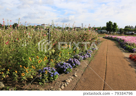 國立公園、慶州市、瞻星台、向日葵、王陵 79384796