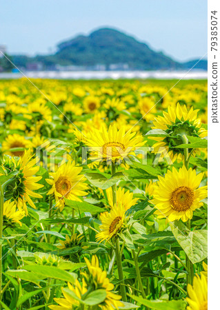 A lot of sunflowers 79385074