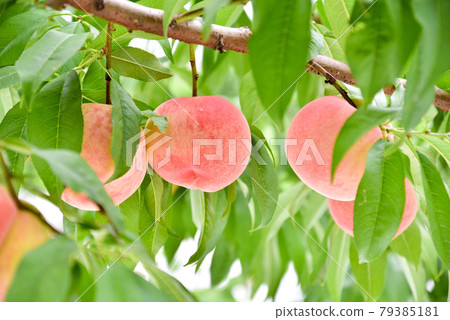 桃子 79385181