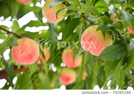 peach  79385186