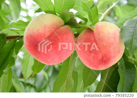 peach  79385220