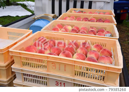 桃子出貨 79385268